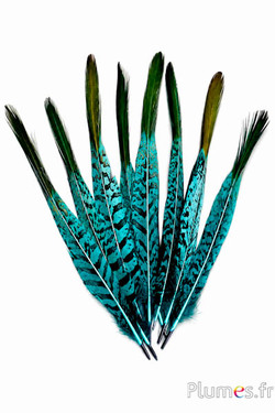 Fasan Lady Amherst - 20-23 cm - jade-schwarz